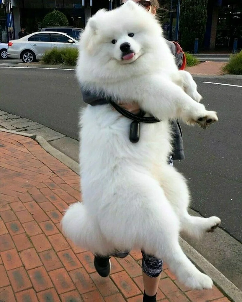 Шпиц самоед