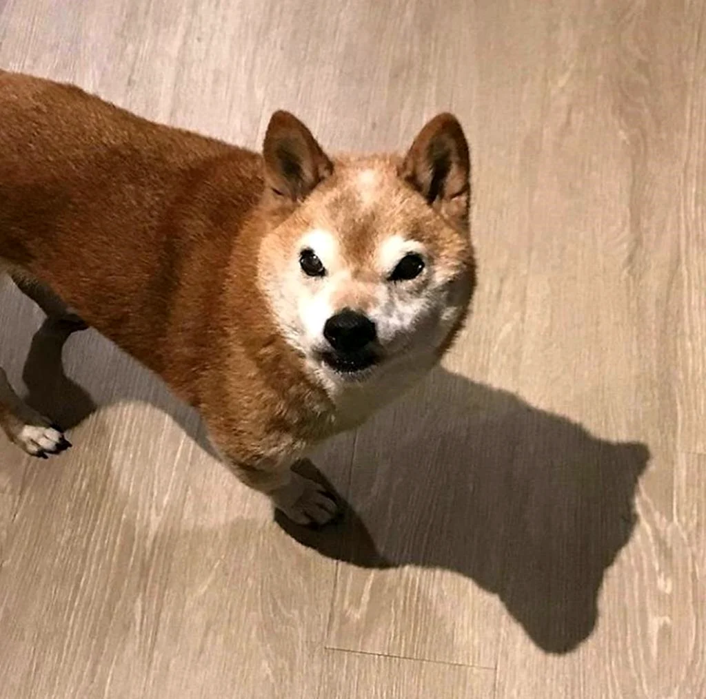 Сиба ину