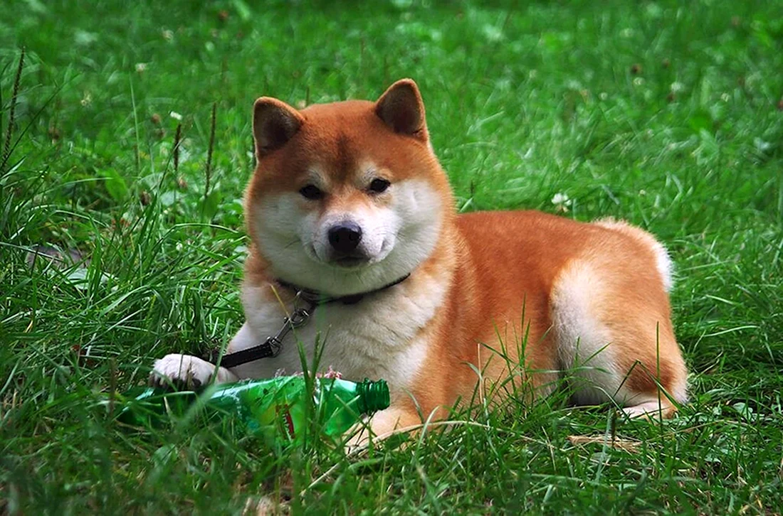 Сиба ину
