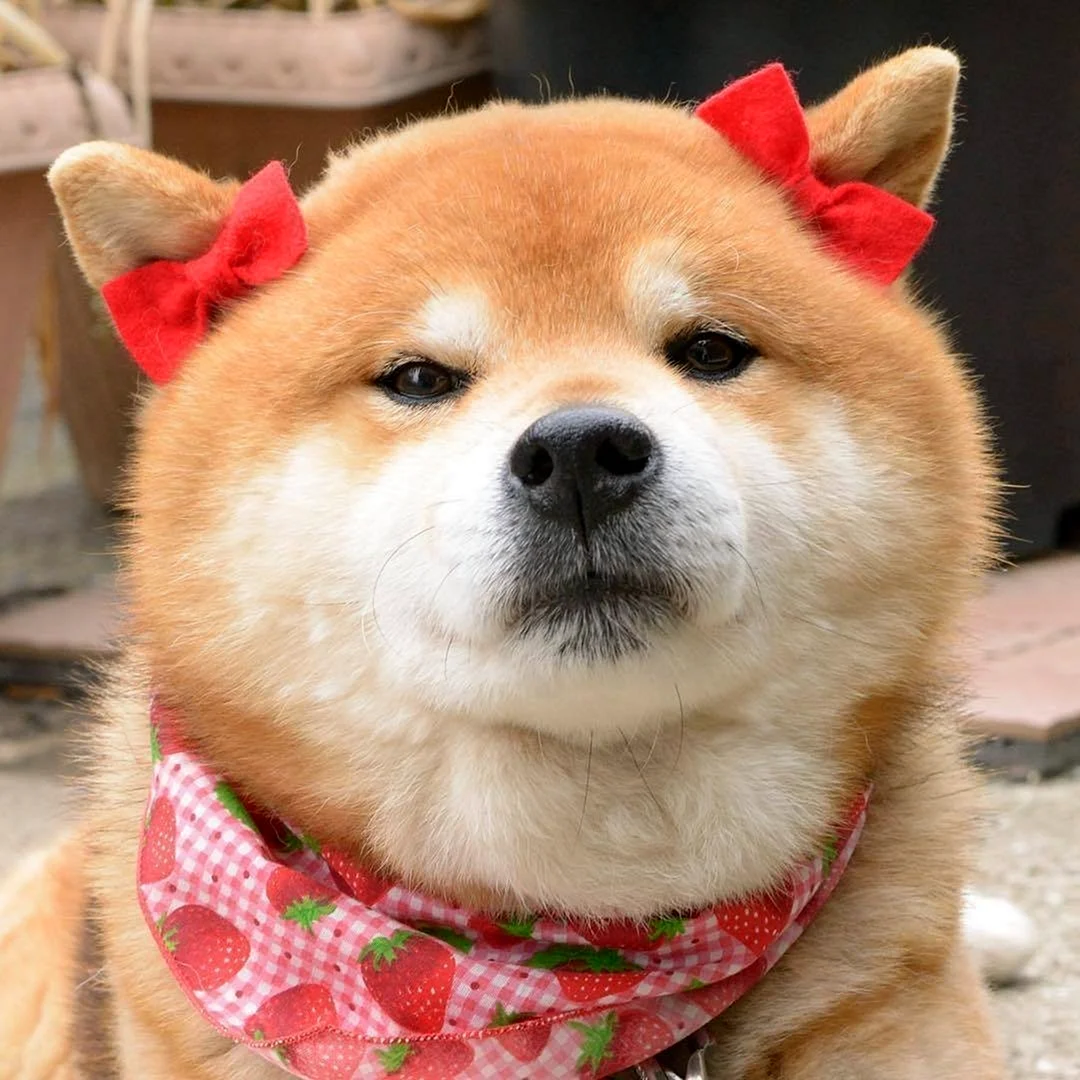 Сиба ину