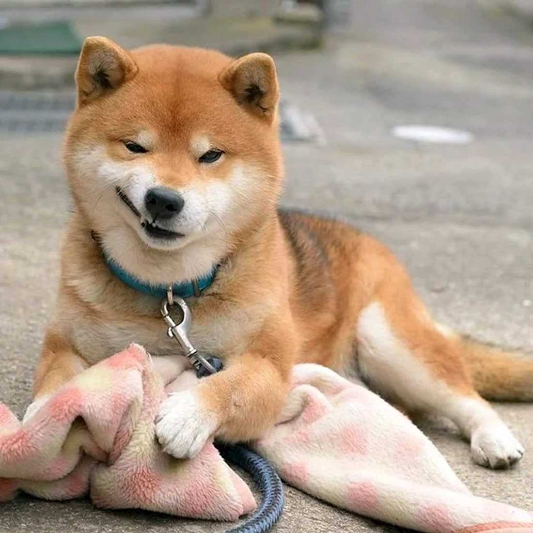 Сиба ину