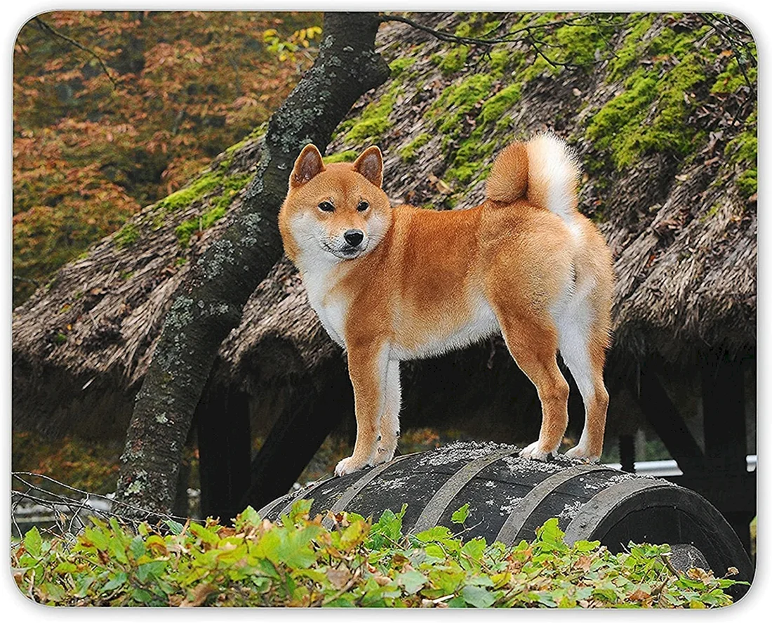 Сиба ину