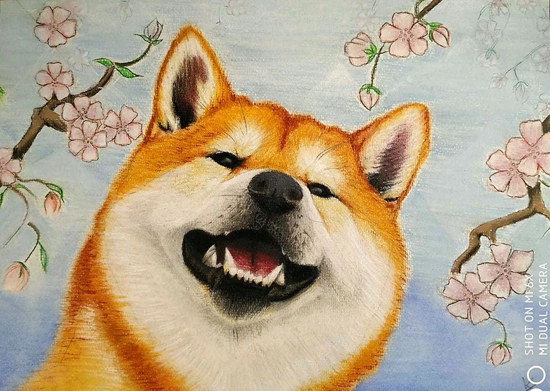 Сиба ину
