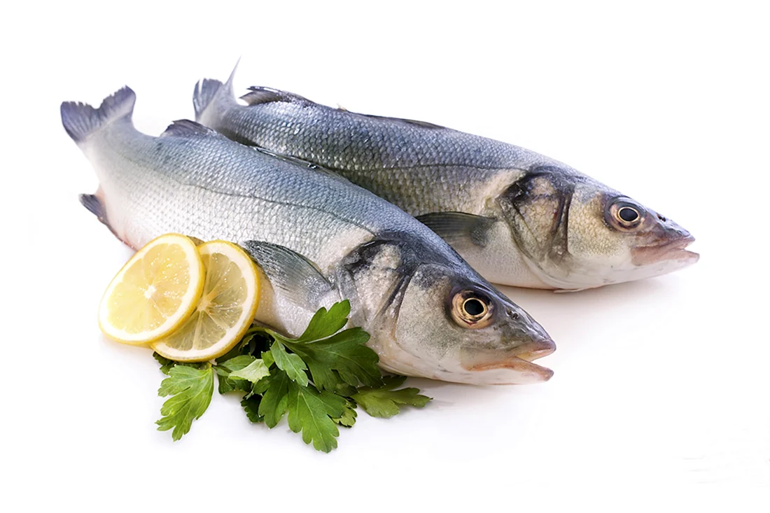 Сибас морской