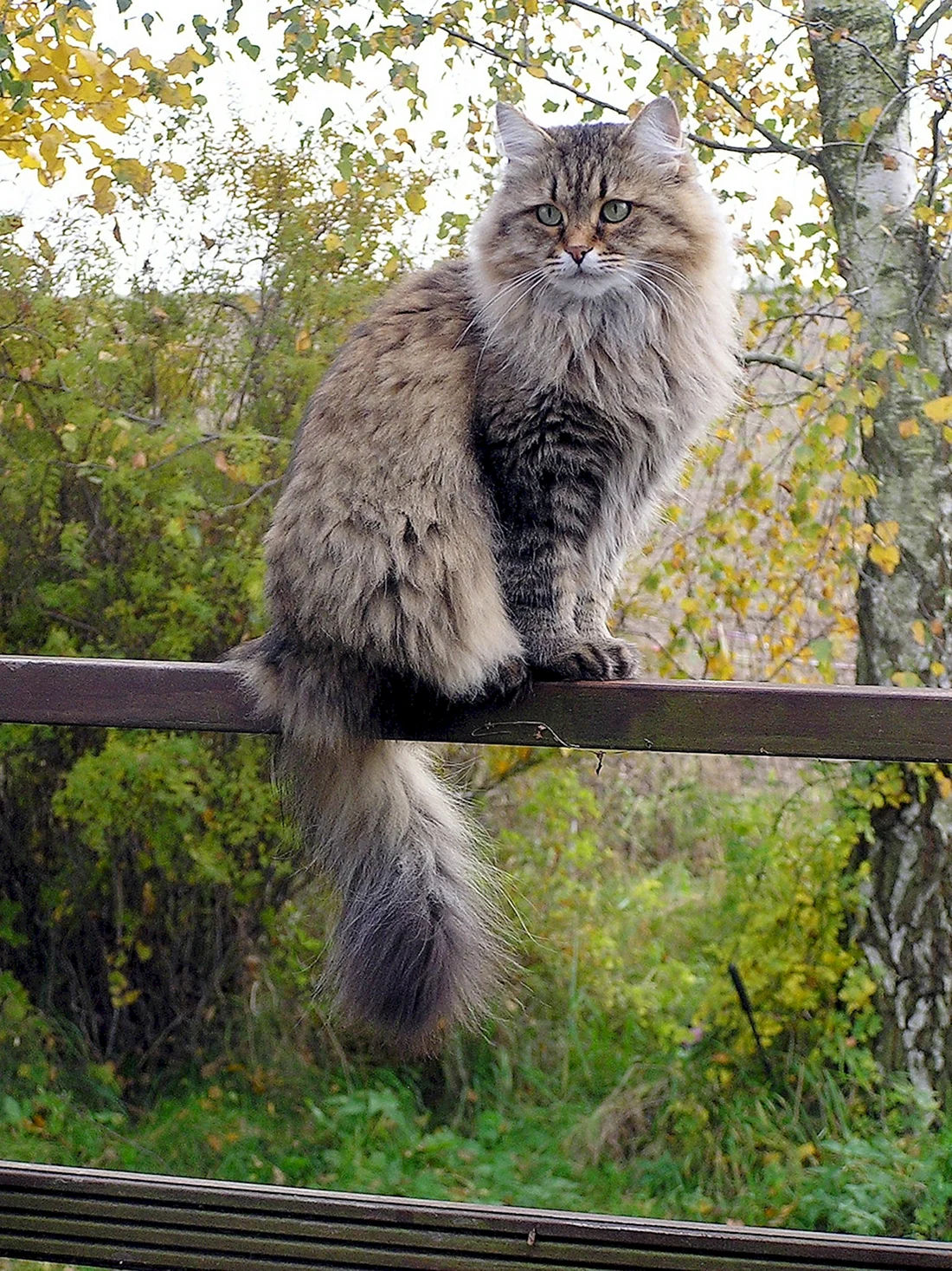 Сибирская длинношерстная кошка