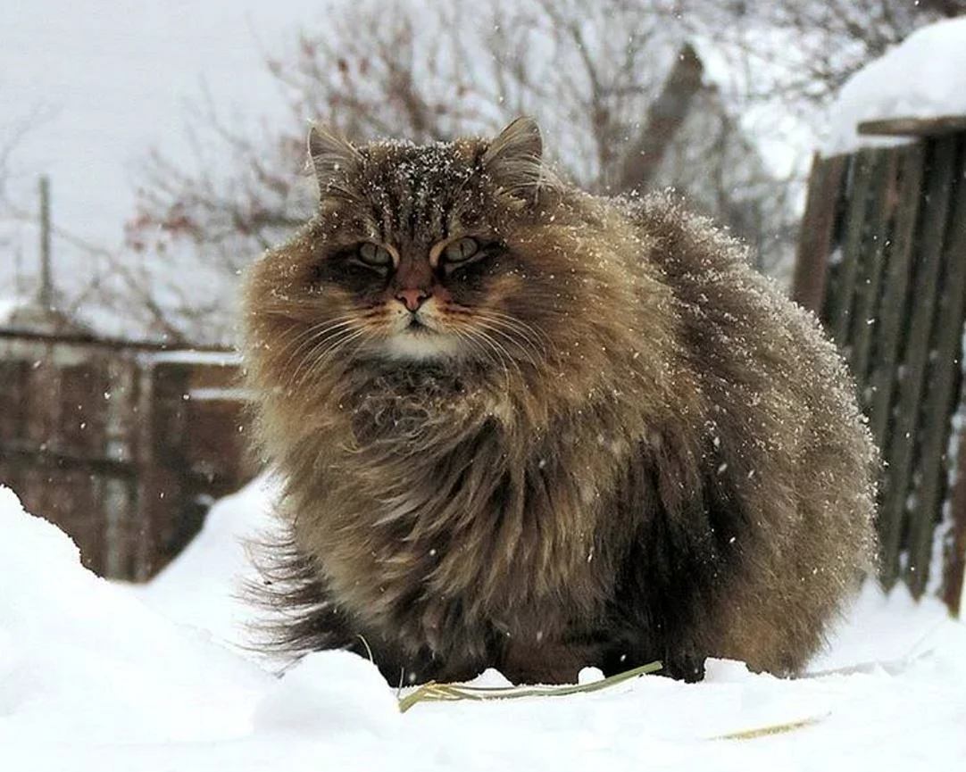 Сибирская длинношерстная кошка