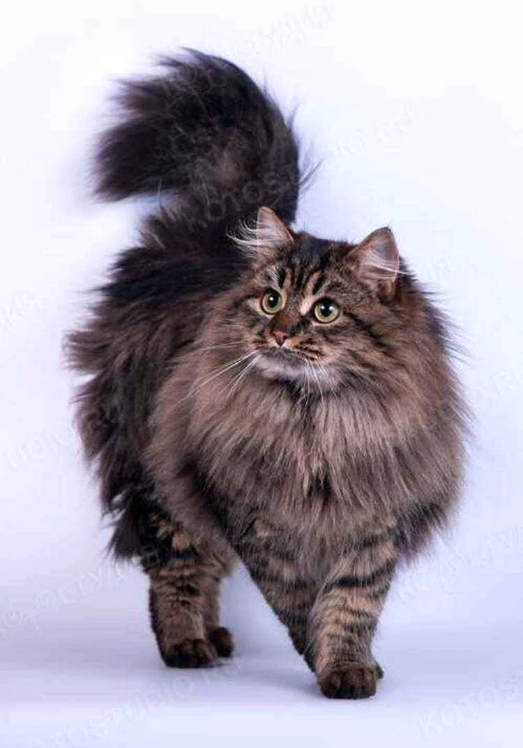 Сибирская кошка