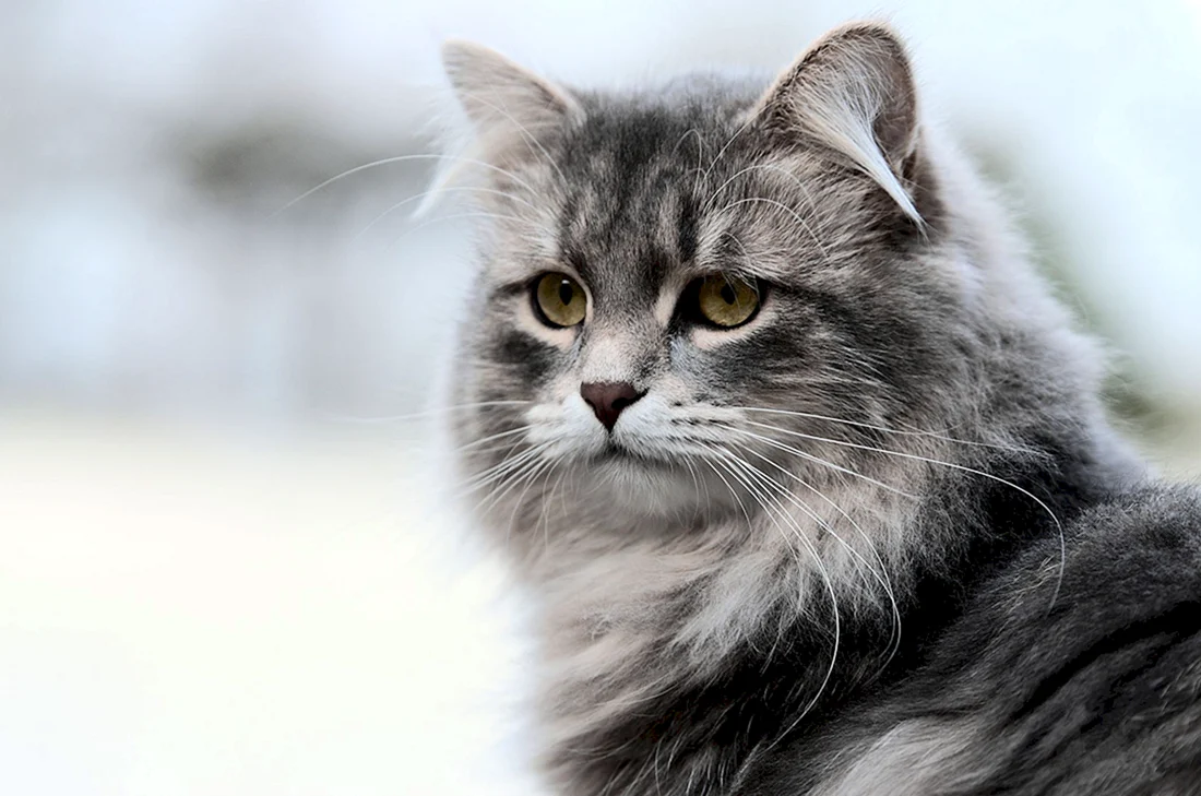 Сибирская кошка