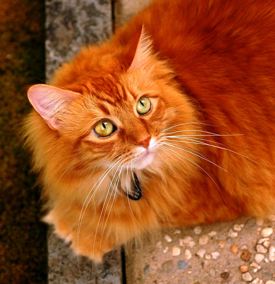 Сибирская кошка рыжая короткошерстная
