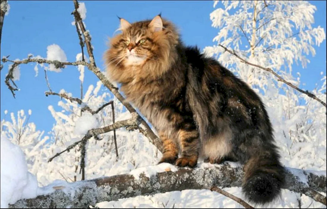 Сибирская кошка Сибирская