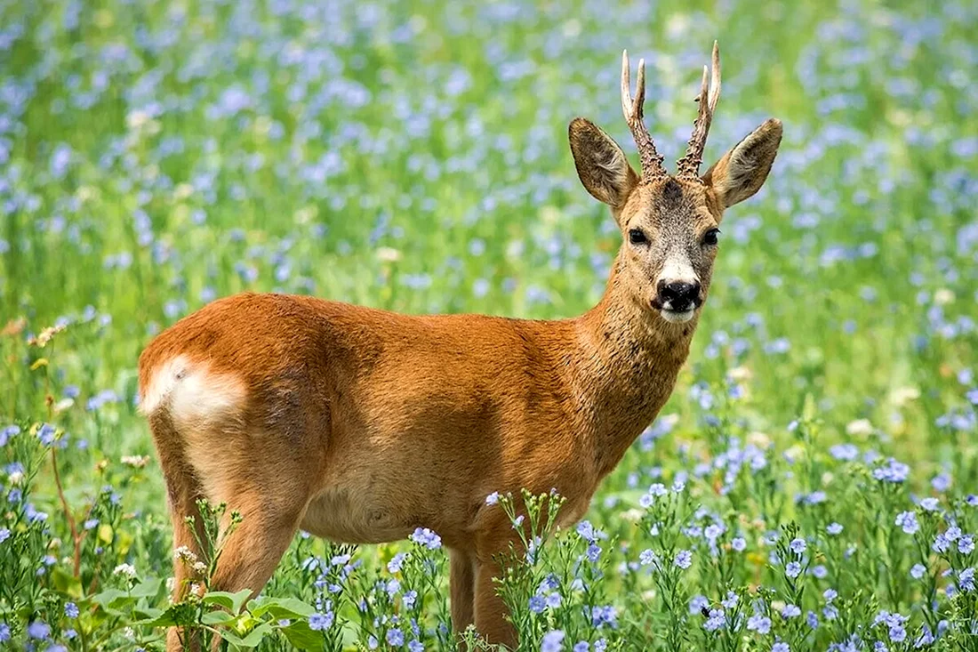 Сибирская косуля capreolus pygargus