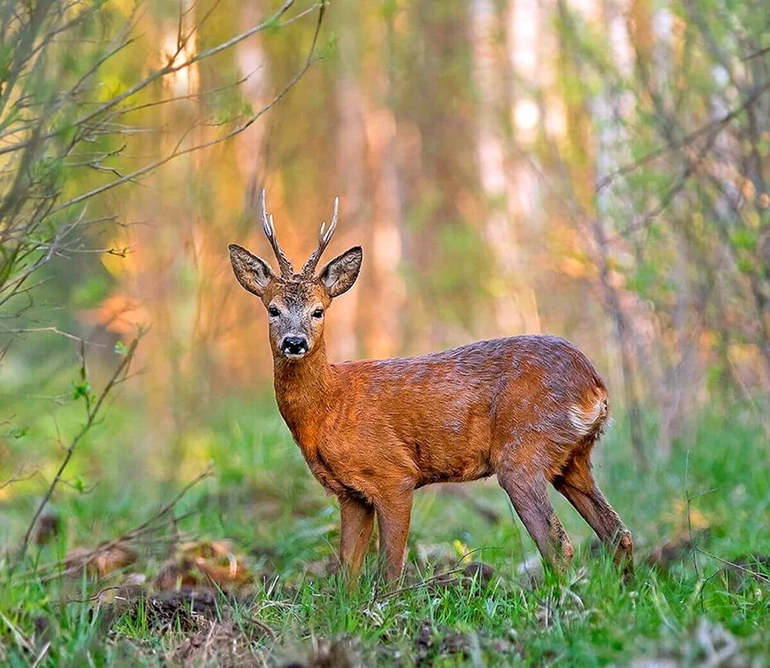 Сибирская косуля capreolus pygargus