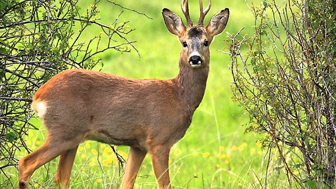 Сибирская косуля capreolus pygargus