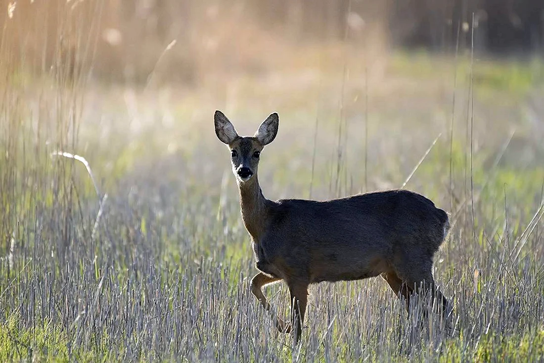 Сибирская косуля capreolus pygargus
