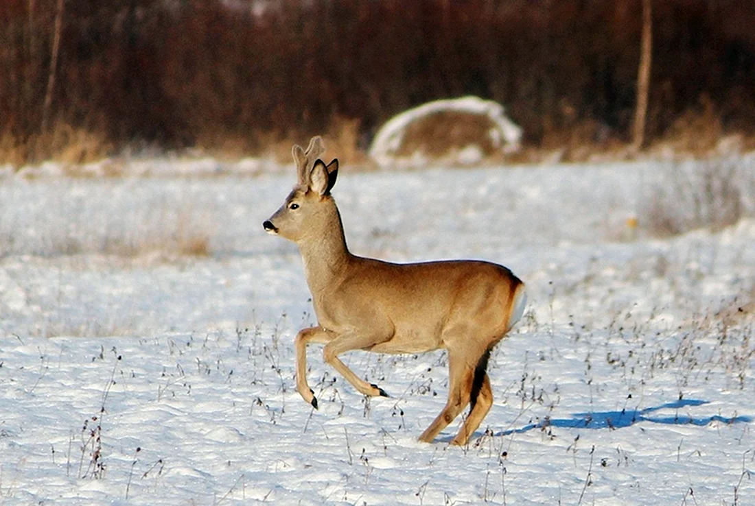 Сибирская косуля capreolus pygargus