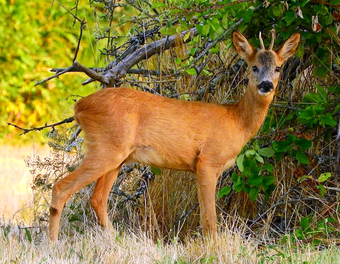 Сибирская косуля capreolus pygargus