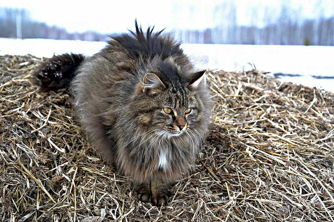 Сибирские коты