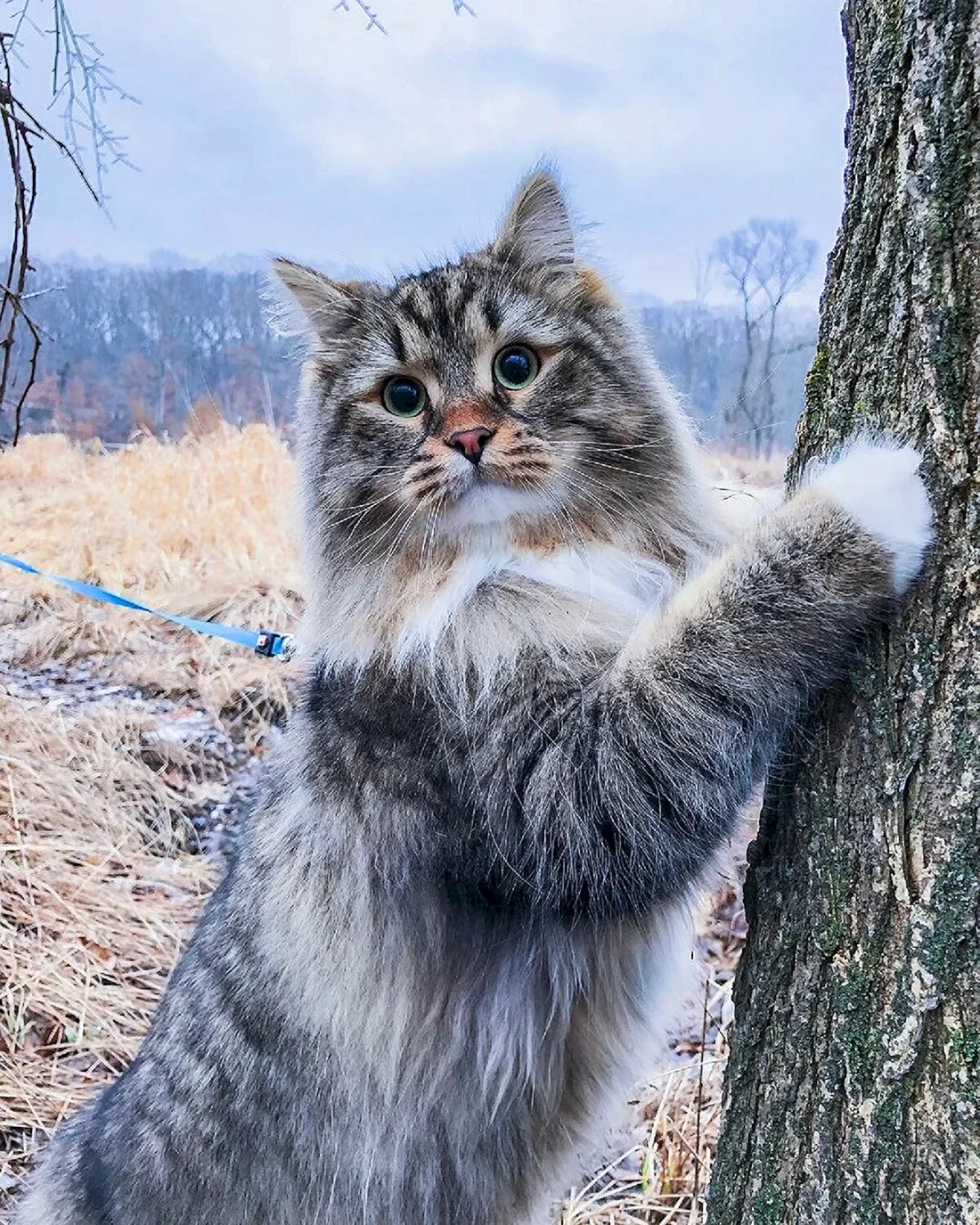 Сибирский длинношерстный кот