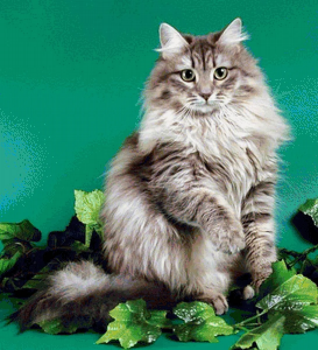 Сибирский длинношерстный кот