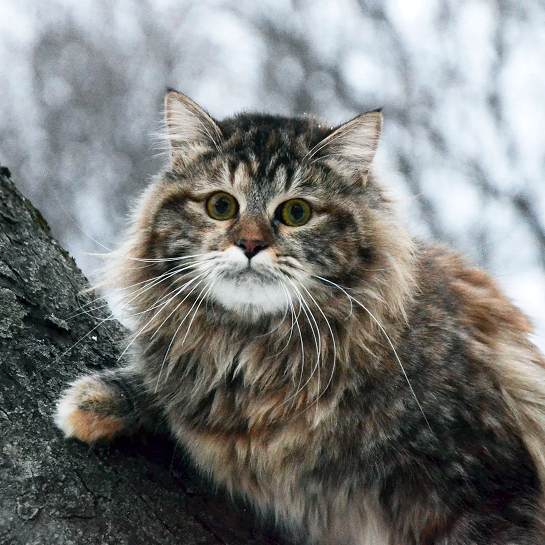 Сибирский длинношерстный кот