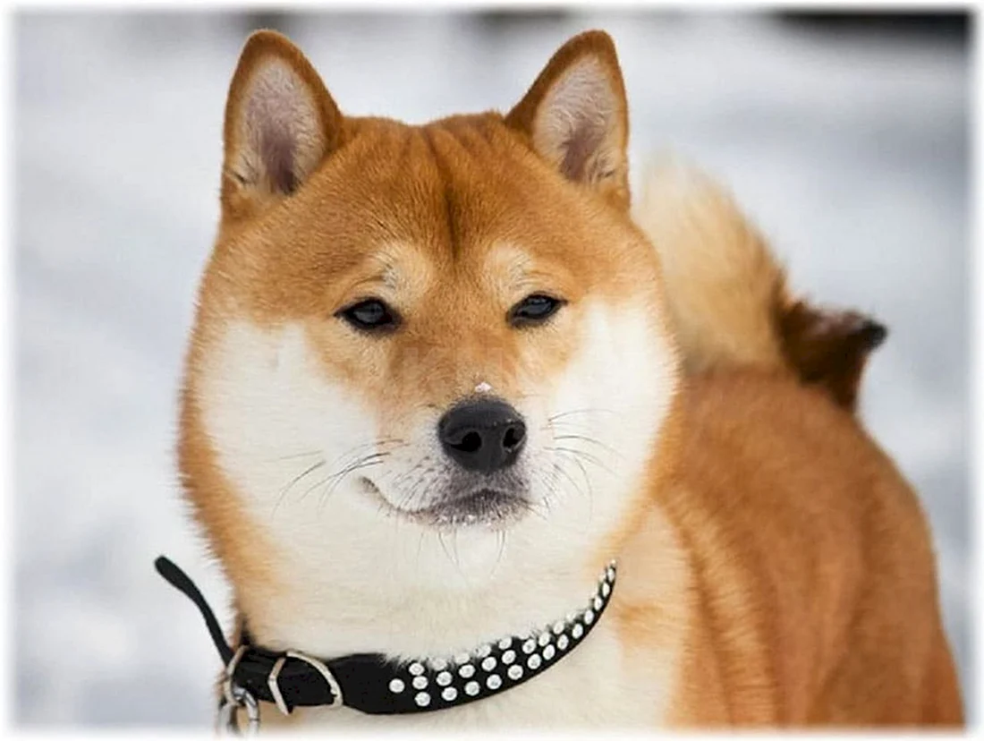 Сибу ин