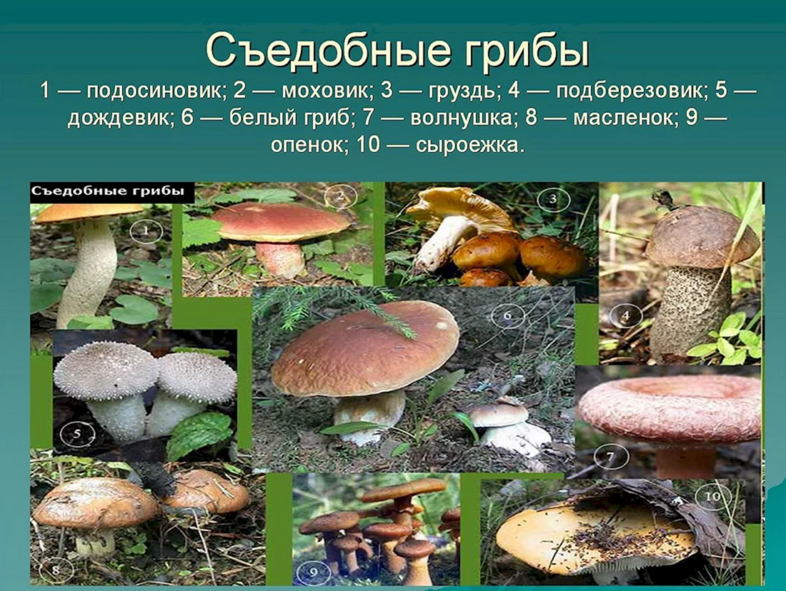 Съедобные грибы