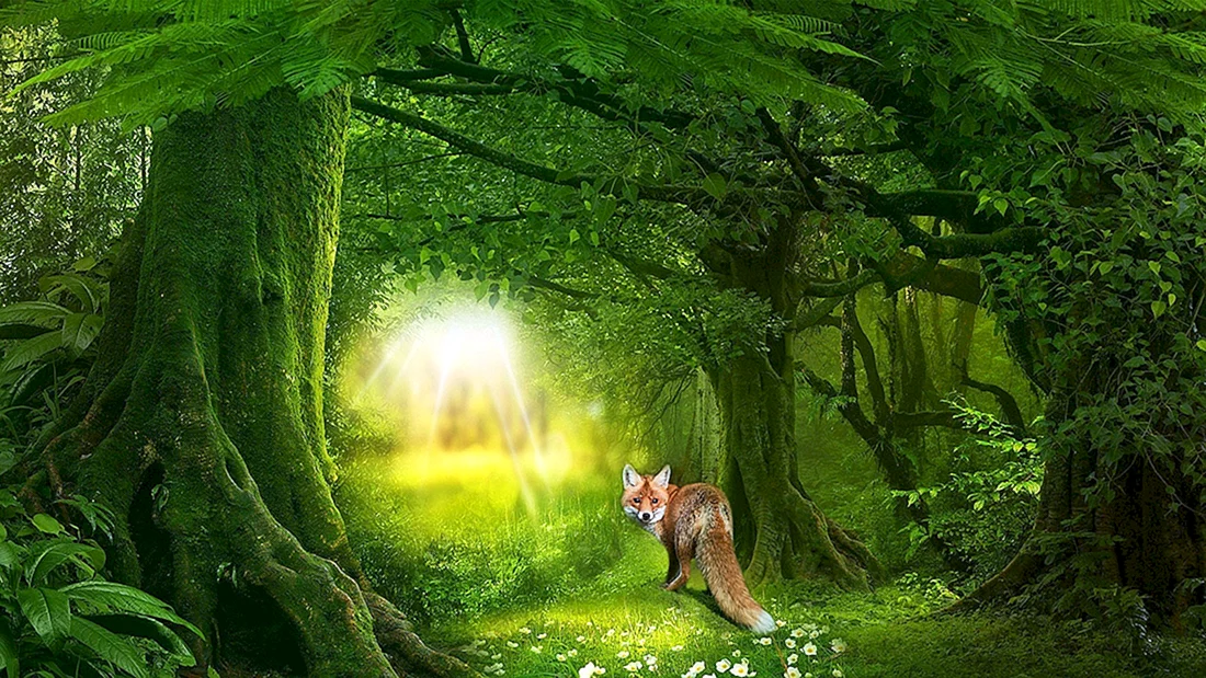 Сказочные леса
