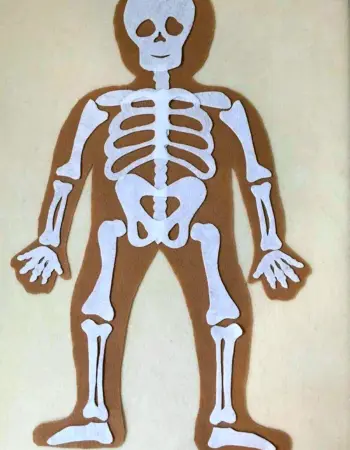 Скелет человека