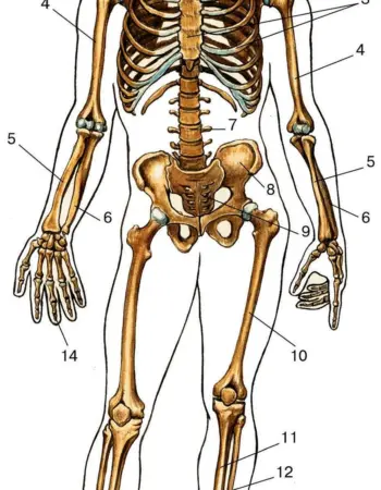 Скелет человека 8 класс биология