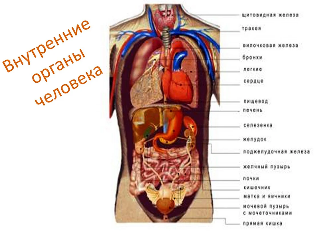 Схема органов человека