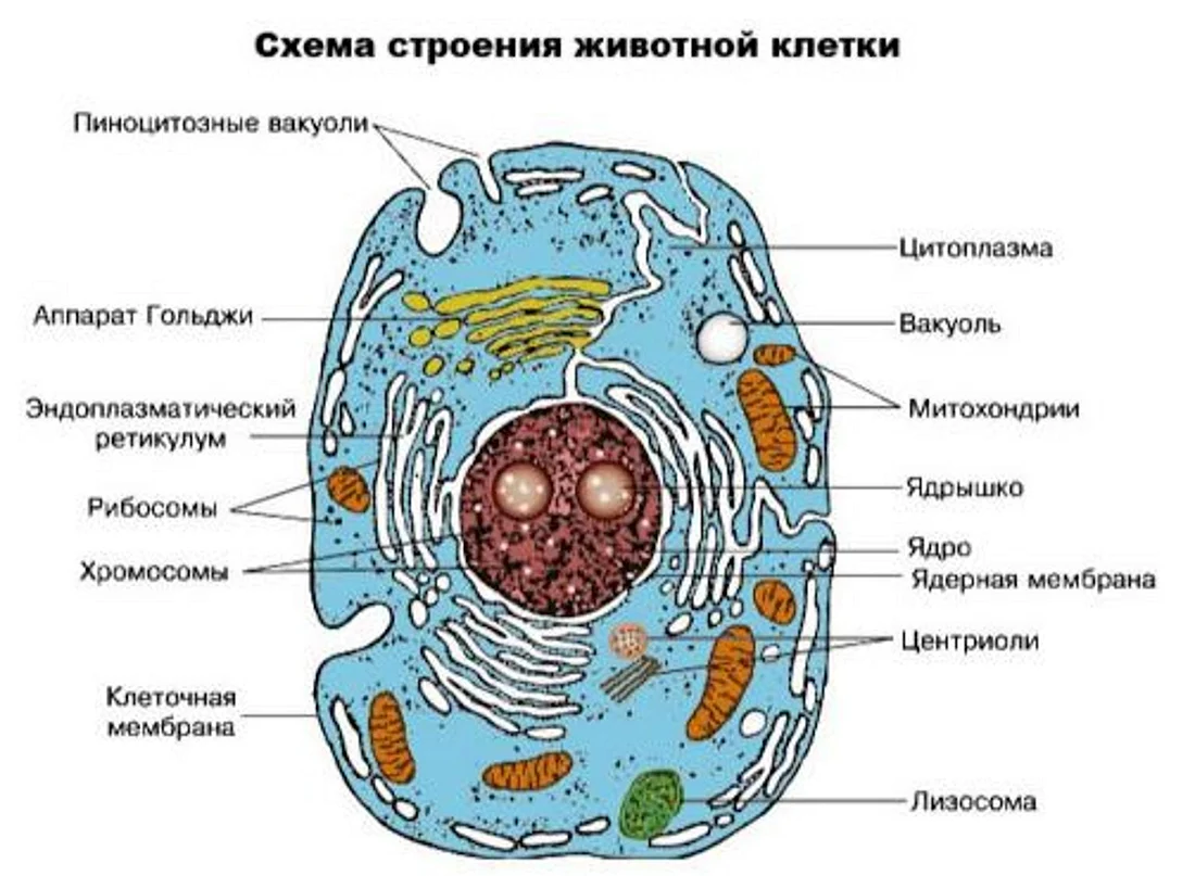 Клетка IX, организм человека / Хабр