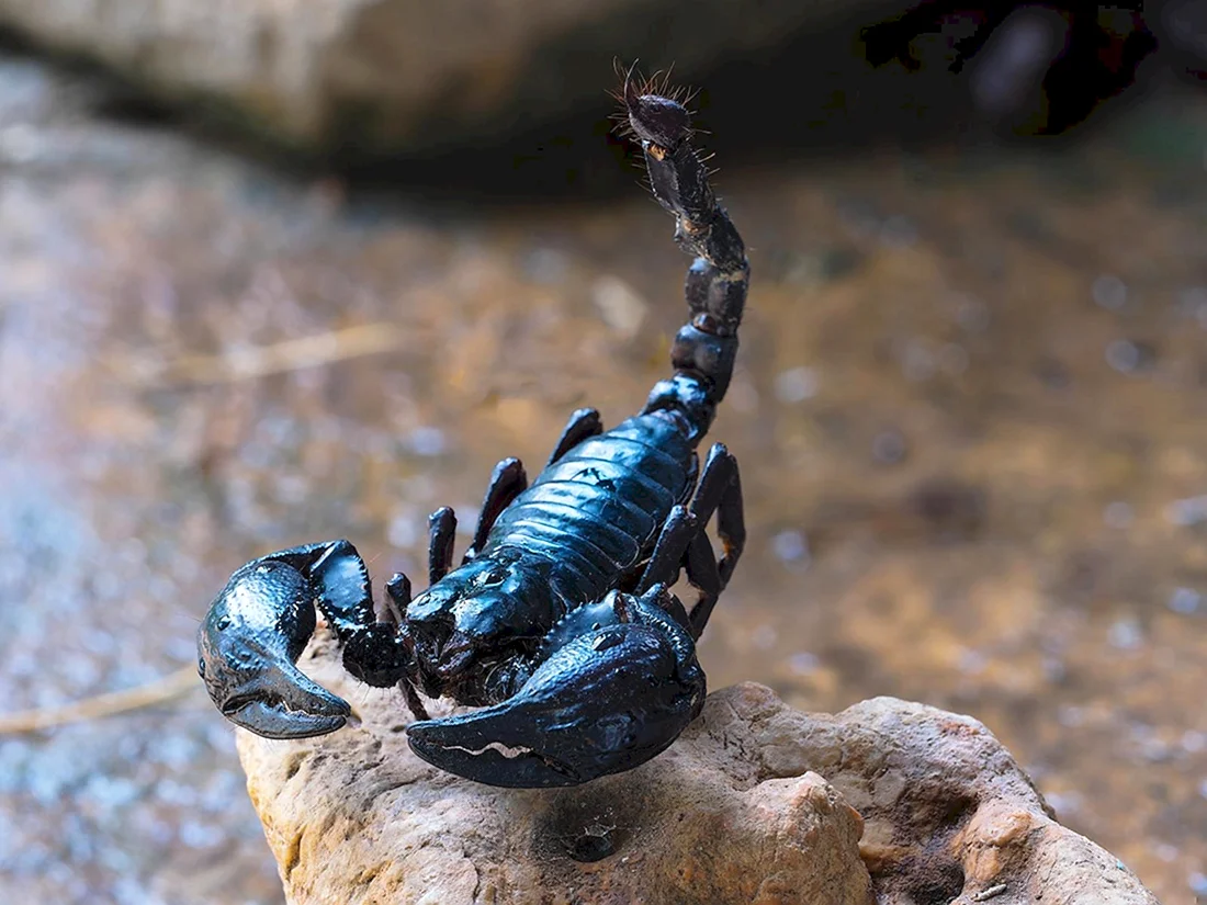Скорпион Heterometrus cyaneus