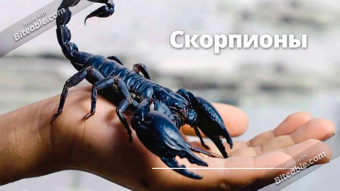 Скорпион пандинус Император