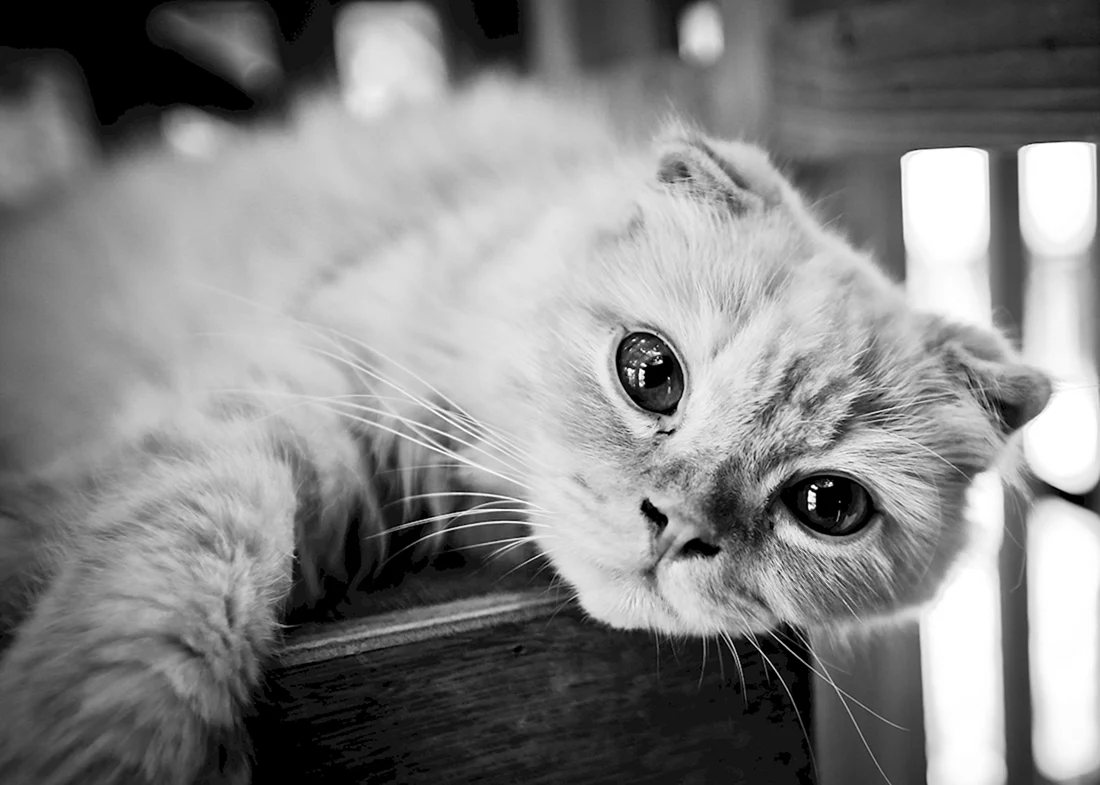Скоттиш-фолд Шотландская вислоухая