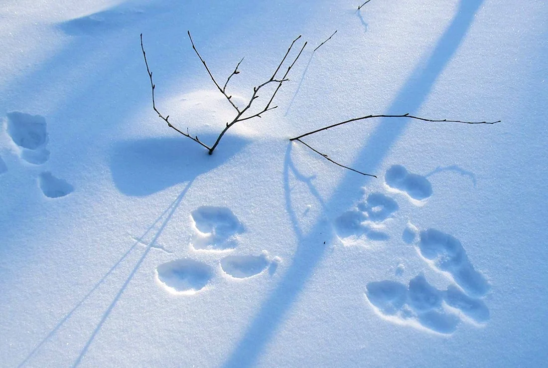 Следы зайца беляка