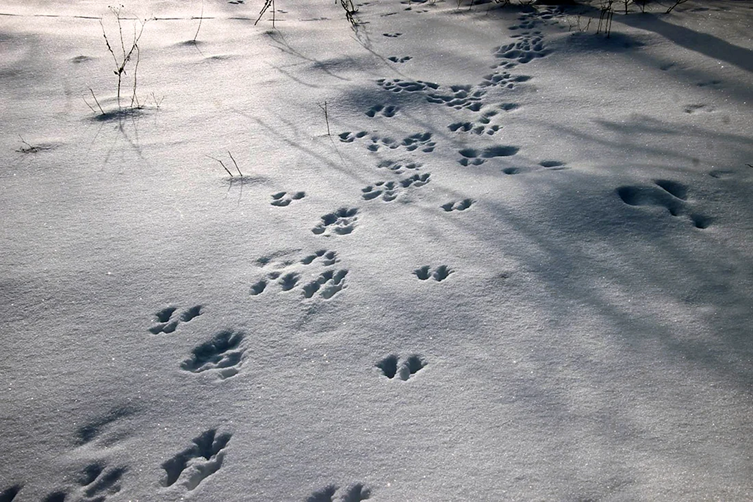Следы животных на снегу