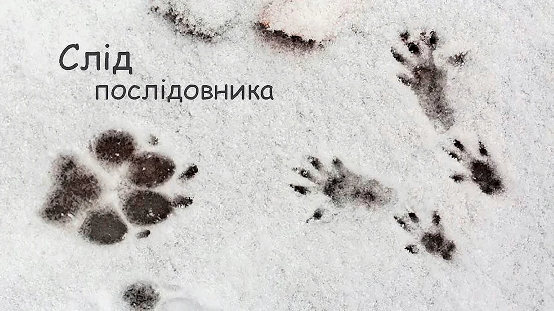 Следы зверей на снегу фото с названиями