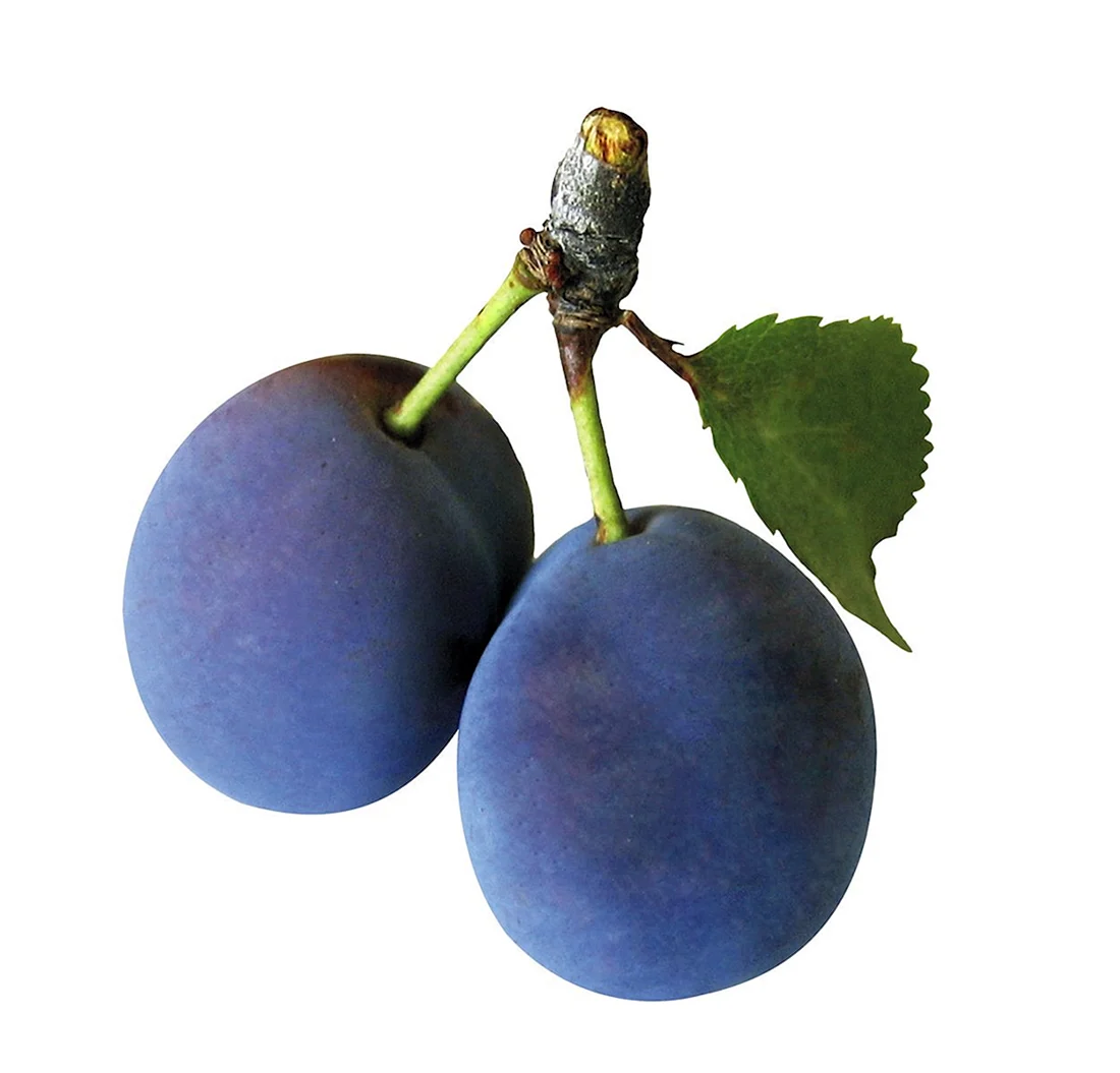 Слива