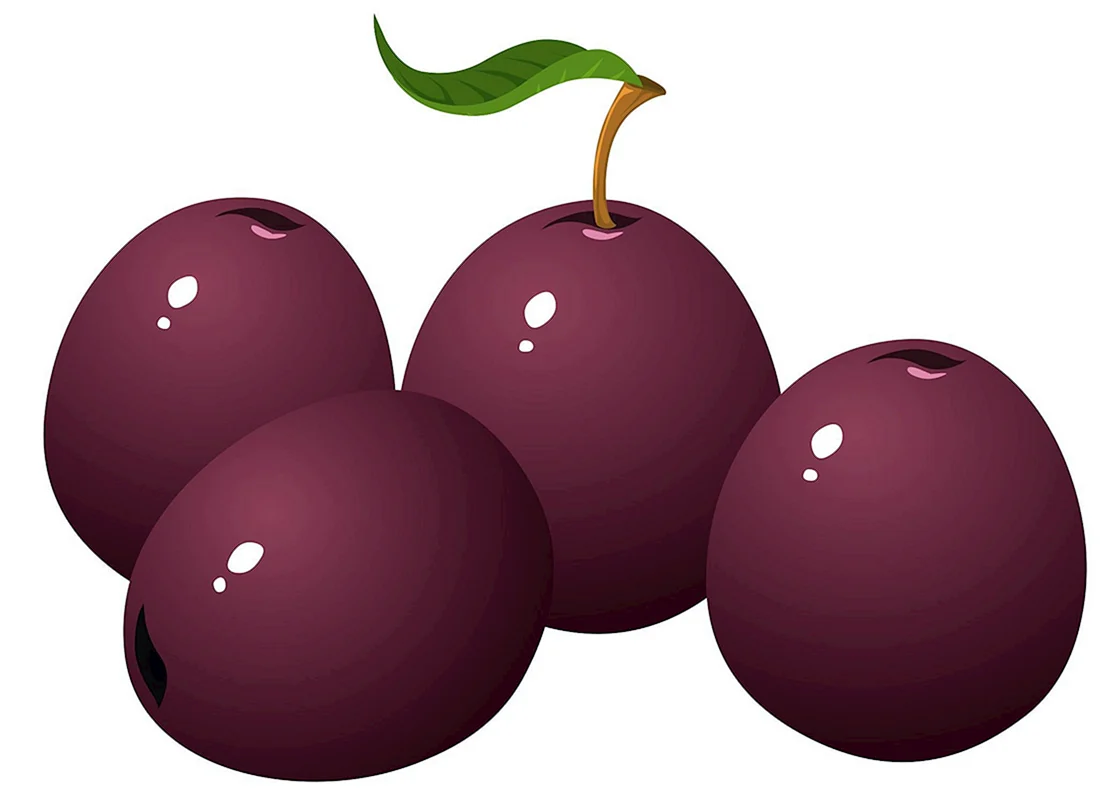 Слива