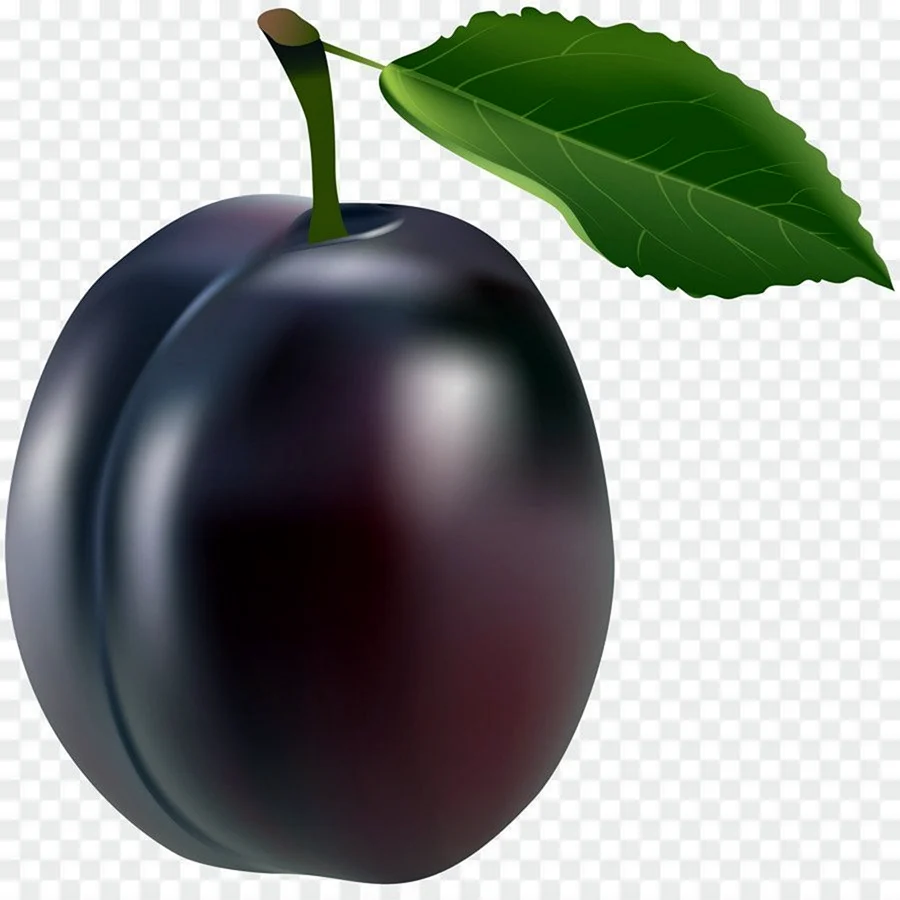 Слива