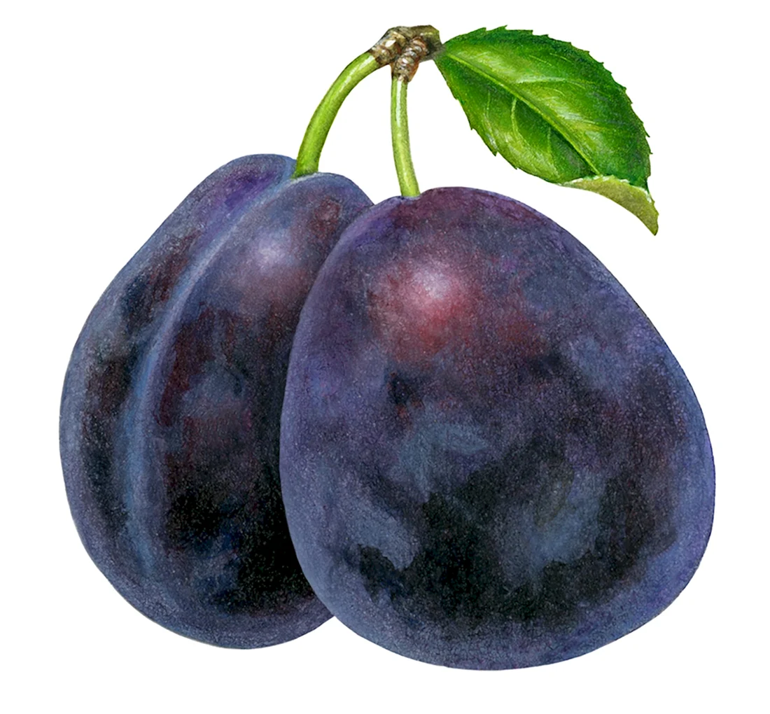 Слива