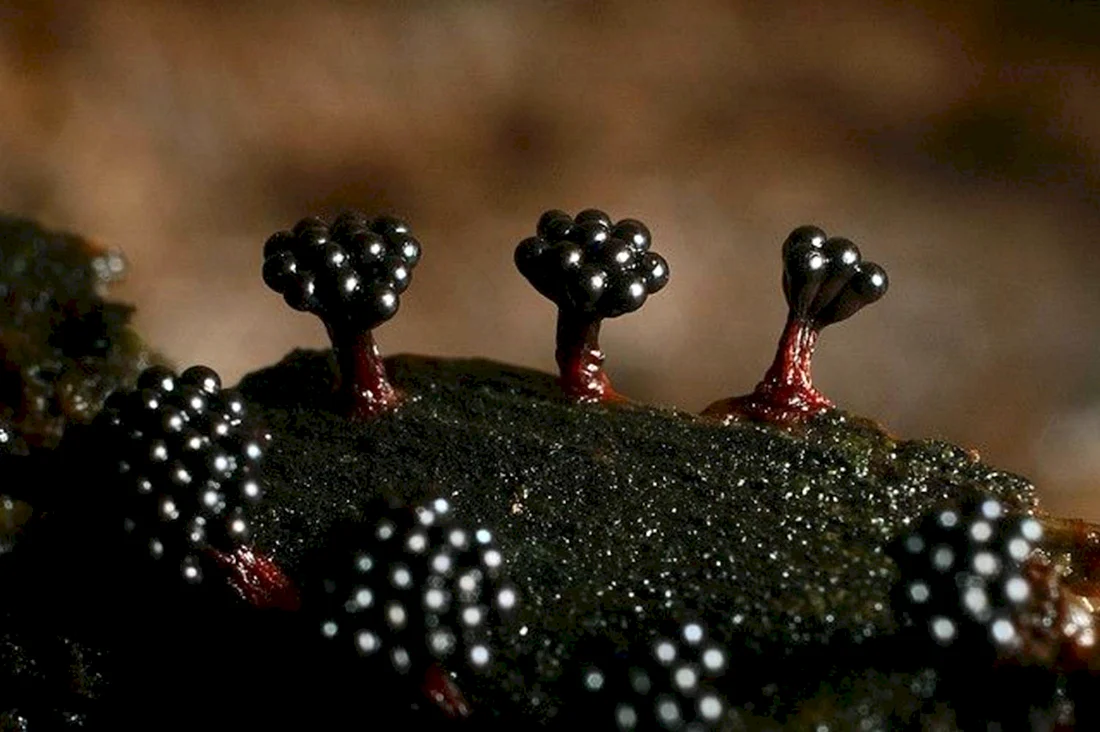 Слизевик Metatrichia
