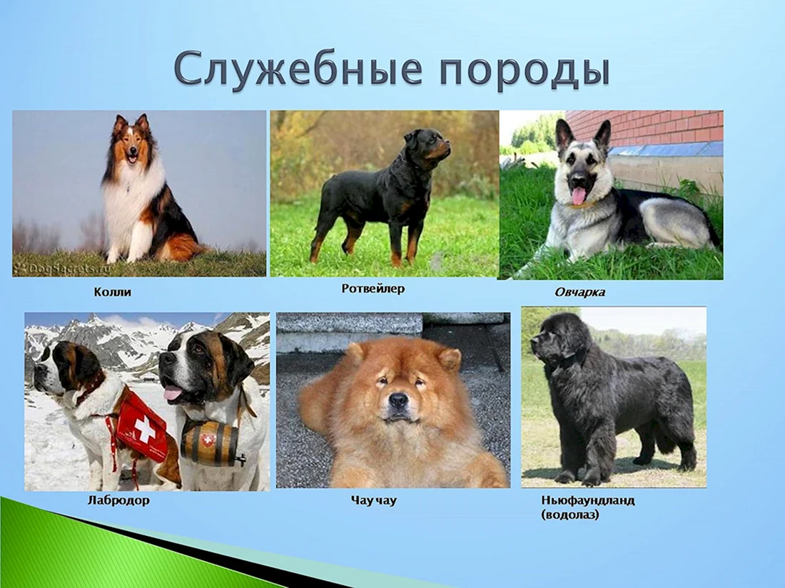 Служебные породы собак список