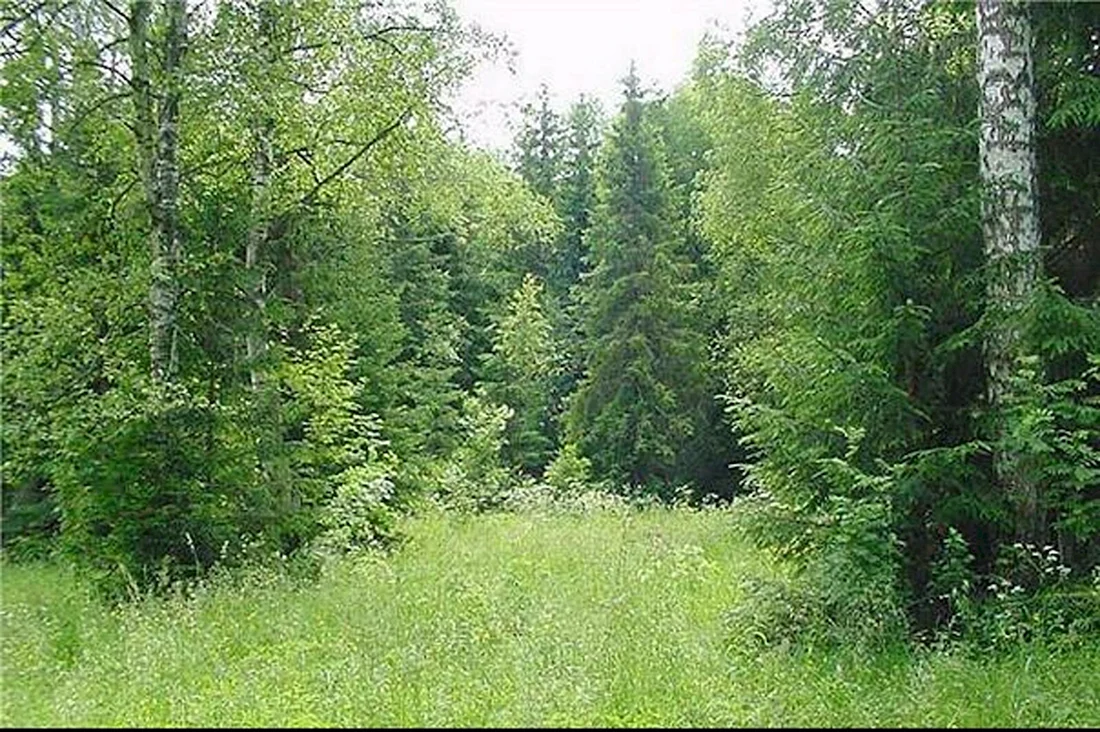 Смешанный лес