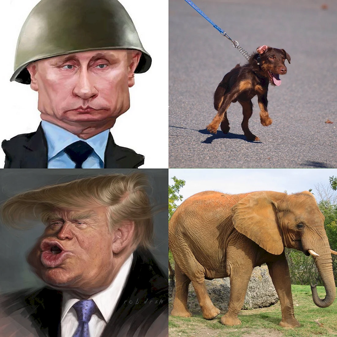 Смешные моськи людей