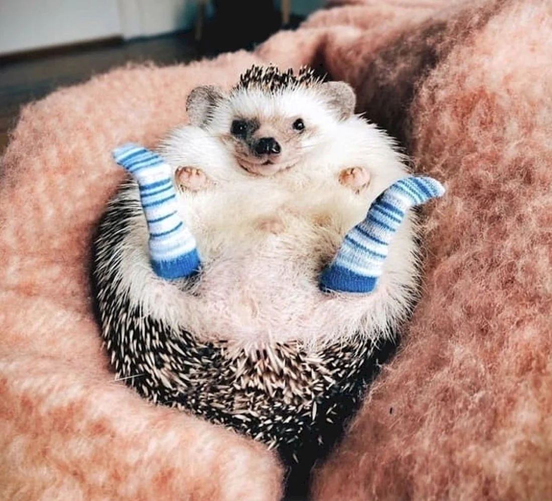 Смешные зверюшки