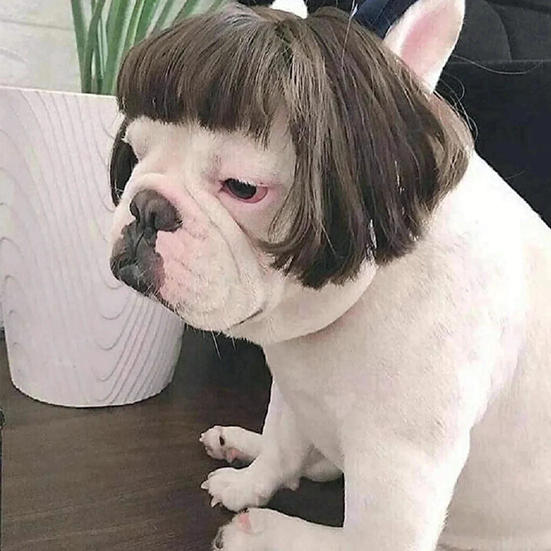 Собачка с каре