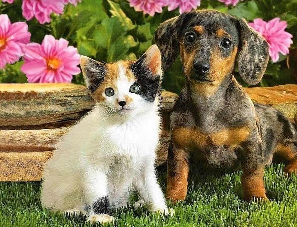 Собачки и кошечки
