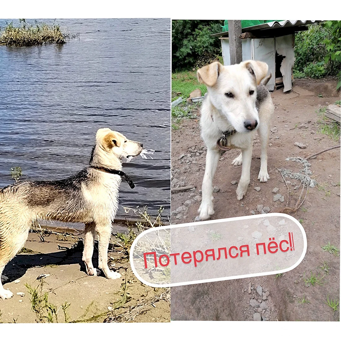 Собачку из приюта чтобы она была средненькой и целый и белый