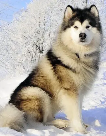Собака Аляскинский маламут